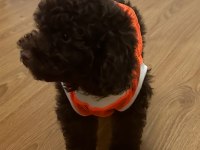 Chocolate Toy Poodle 2,5 Aylık