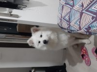 8 aylık erkek samoyed