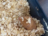 ÜCRETSİZ 2 ADET HAMSTER