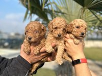 Toy poodle çikolatalar