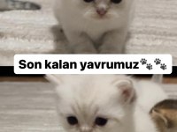 A kalite british shorthair yavrum