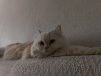 Chinchilla cins kedimiz