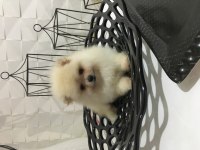 Pomeranian Boo Ayı Surat