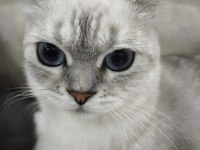 Başiskele De Kedimi Ücretsiz Sahiplendireceğim 1 Yasında