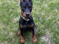 Safkan A Kalite Doberman dişi erkek yavrularımız