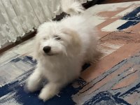 EĞİTİMLİ AŞILI ERKEK MALTESE