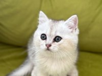 Sağlıklı sevimli british shorthairlar