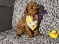 Tea Cup Erkek Poodle Yavrumuz