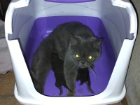Anne ve yavruları british shorthair
