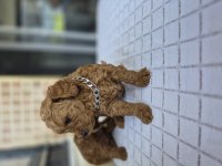 Toy poodle yavrular