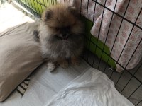 Erkek pomeranian yavrum yeni ailesini arıyor