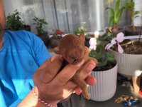 Ev Ortamından Toy Ve Teacup Poodle Yavrularım Rezerve