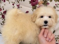 BONCUK GİBİ MALTİPOO KÖPEĞİ