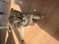 Prenses Scottish Fold Kedimizi Sahiplendiriyoruz