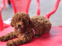 EVİNİZE NEŞE TAŞIYAN MİNİK DİŞİ POODLE