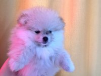 Pomeranian boo teddy bear