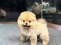 3 aylık pomeranian boo dişi