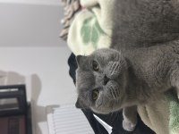 Dünyanın en sakin uslu kedisi scottish fold