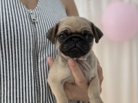 Pug Prensesler