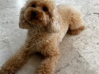 2 Yaşında Eğitimli Toy Poodle