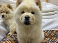 K9 AVRUPA ÇİFTLİĞİNDEN CHOW CHOW YAVRULARI