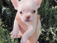 Egzotik French Bulldog Yavrular