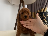 Red brown toy poodle yavrumuz