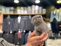 Scottish fold yavru kedilerimiz