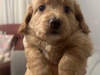23 mayıs doğumlu maltipoo yavrularım