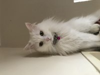 British longhair beyaz