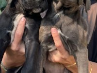 Muhteşem irilikte güçlü cane corso yavrular