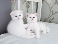 Maviş gözlü scottish fold biblolarım