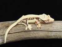 Crested ve Leopard Geckolar