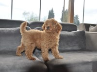 Dişi Redbrown Toy Poodle