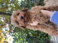 Güzel toy poodle bebekler teslime hazır
