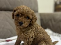 Kurabiye Misali Poodle Kızımız