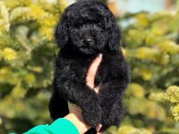 Siyah toy poodle kömür karası yavrumuz
