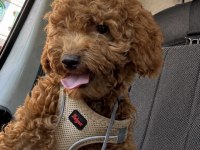 Poodle Yavrumuza Aile Arıyoruz