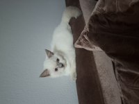 British shorthair erkek