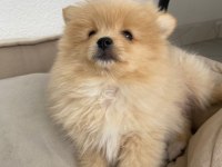 Pomeranian bebek