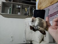 2 aylık full evcil sultan papağanı