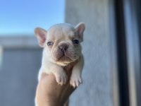 Full secereli French bulldog yavrular