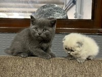 BAYRAM ŞEKERLERİ KEDİLER