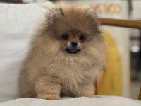 Mersin pomeranian yavru