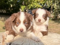 Orjinal Safkan Border Collie Yavrular