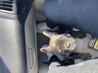 4 aylık erkek french bulldog