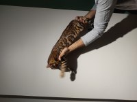 3 AYLIK ERKEK BENGAL KEDİLER FULL ŞECERE