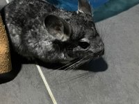 Chinchilla 4 Aylık