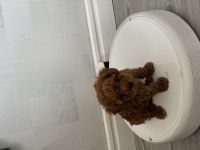 TEACUP POODLE ANNESİYLE ŞUANDA