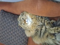 2 kedimi ücretsiz sahiplendiriyorum